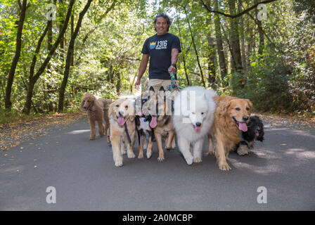 Professional dog walker e il trainer Juan Carlos Zuniga prendendo diverse razze diverse di cani per una passeggiata in un parco. Foto Stock