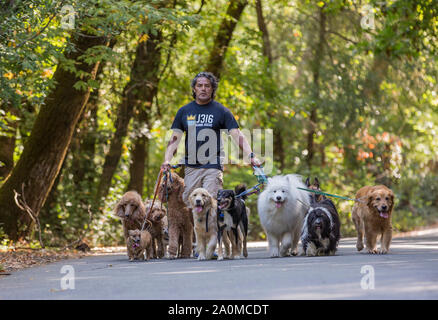 Professional dog walker e il trainer Juan Carlos Zuniga di portare i cani a fare una passeggiata in un parco. Foto Stock