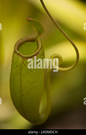 Nepenthes tropicali. Carnivori di pianta brocca con open "coperchio". Piccoli insetti (es zanzare) Immettere la brocca e sono intrappolati e quindi digerito. Foto Stock