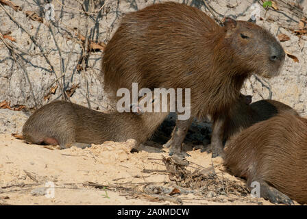 Capibara famiglia del Pantanal nel Brasile meridionale; giovani capybaras assistenza infermieristica Foto Stock