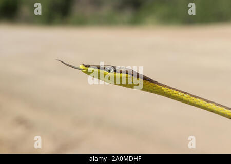 Daudin Vine Snake (Oxybelis aeneus) messicano Vinesnake marrone Foto Stock