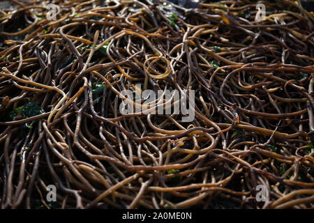 Queste sono le alghe del Canale di Beagle tra il continente americano e l'antartide Foto Stock