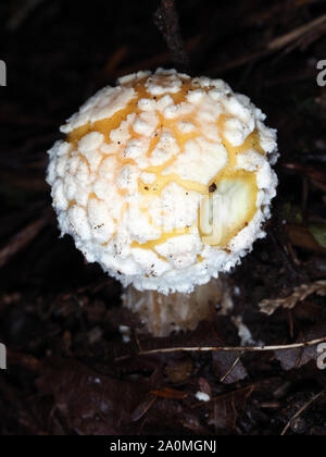 Giovane fungo Amanita che cresce nello stato di Washington, USA; probabilmente è stato martellata da un critter Foto Stock