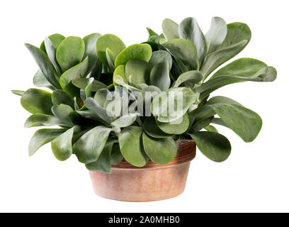 Potted Kalanchoe thyrsiflora pianta in vaso in terracotta, una pianta flowering nativa per l'Africa australe isolato su bianco Foto Stock