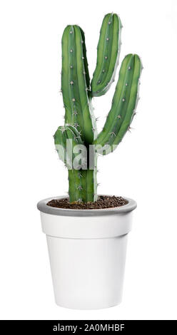 Vasi ramificati Myrtillocactus impianto in un generico vaso bianco isolato su bianco Foto Stock