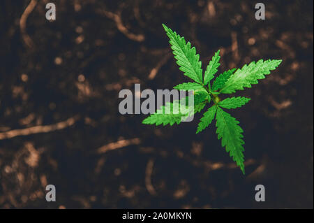 Giovani Marijuana sul marrone scuro dello sfondo di terra con le foglie di cannabis. La coltivazione outdoor. Erbe medicali e piante di farmaco il concetto di medicina. Pianta crescente Foto Stock