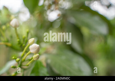 Gardenia Gelsomino arricciato. La sera al tramonto luce bokeh di fondo Foto Stock