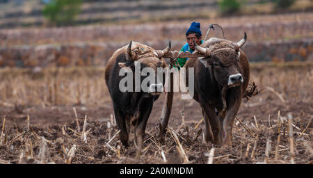 Pisac, Perù - Agosto 12 2011: questo è il modo in cui il campo è lavorato in Pisac Foto Stock