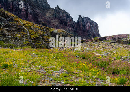 Logan pass, il Glacier National Park Foto Stock