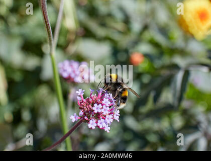 Bumble Bee alimentando ad un viola Verbena bonariensis fiore in una giornata di sole. Foto Stock