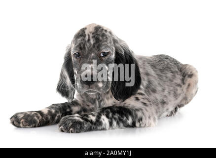 Cucciolo setter inglese di fronte a uno sfondo bianco Foto Stock