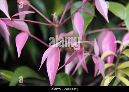 Rosa nuova crescita di pianto Lilly scadenti (Syzygium cascata) Foto Stock