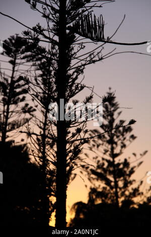 Silhouette di Isola Norfolk Pine (Araucaria Heterophylla) durante il tramonto Foto Stock