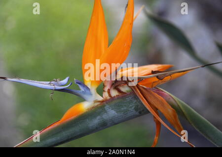 Fiore di gru (Strelitzia Reginae) Foto Stock