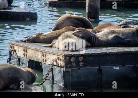 Molti dei leoni di mare sul Molo 39 a San Francisco, California, Stati Uniti d'America. Simbolo della città americana e di attrazione turistica. Sul giorno di pioggia con nebbia. Foto Stock