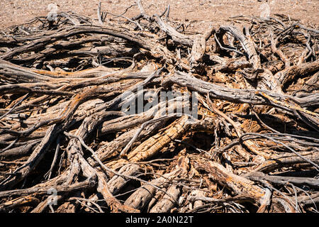 Driep fino ad albero o bussola a secco nel deserto - Foto Stock