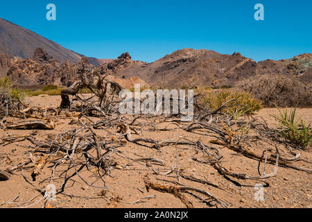 Albero morto e driep fino la vegetazione nel paesaggio deserto secco Foto Stock