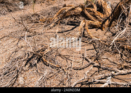 Driep delle piante, siccità albero nel paesaggio del deserto Foto Stock