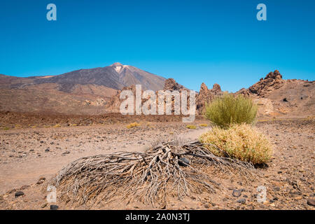 Caldo deserto paesaggio con driep fino vegetazione e sfondo di montagna Foto Stock