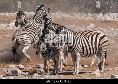 Due Burchells zebre - Equus quagga, precedentemente Equus burchelli - Scontri in un allevamento in Etosha National Park, Namibia, Africa Foto Stock