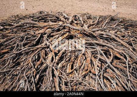Driep fino bush o albero secco nel paesaggio del deserto - la siccità Foto Stock