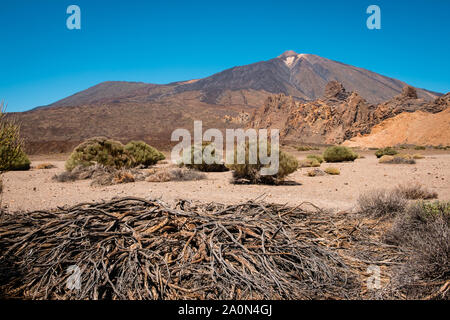 Driep fino vegetazione o albero morto nel deserto paesaggio sul vulcano Pico del Teide - Foto Stock