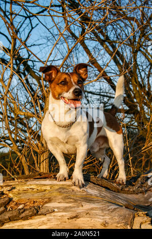 Jack Russell Terrier in piedi su un albero log, al tramonto Foto Stock