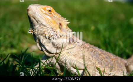 Ritratto di un pet drago barbuto (Pogona) Foto Stock