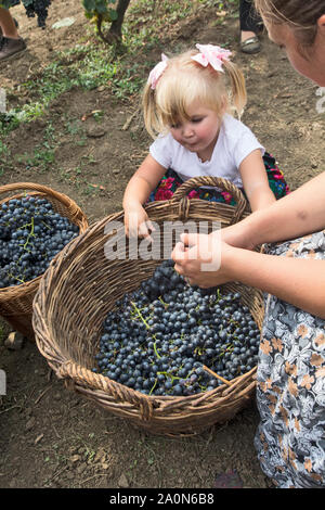 ARADAC, Serbia, Settembre 07, 2019. Tradizionale celebrazione di inizio della vendemmia che si svolge ogni anno all inizio di Septe Foto Stock