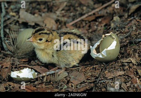 Fagiano giovane pulcino. (Phasianus colchicus). Appena emerse da uovo. Esempio di nidifugous precocial o giovani in uccelli. Foto Stock