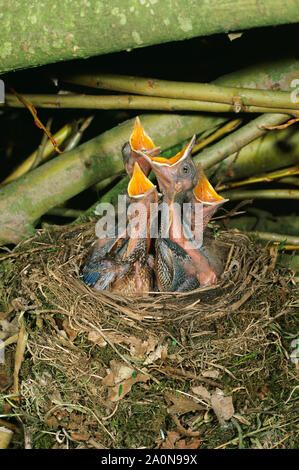 BLACKBIRD quattro giovani pulcini (Turdus merula) in un nido rivestito, schiusi di cibo. Foto Stock