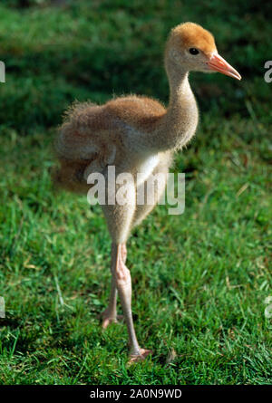Gru comune pulcino (grus grus). 1 mese di età (allevati in cattività uccello) Foto Stock