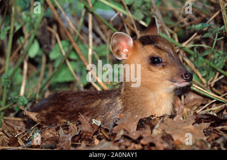 REEVE'S MUNTJAC fulvo, 24 ore vecchie (Muntiacus reevesi). Contatto con gli occhi. Foto Stock