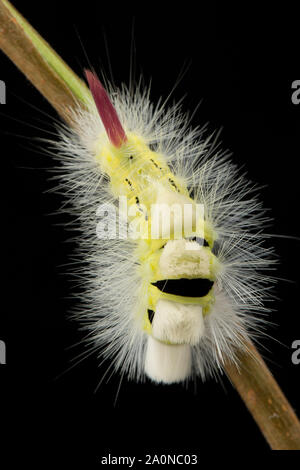 La Caterpillar, o larva, delle Pale Tussock moth, Calliteara pudibunda, fotografato in un studio contro uno sfondo nero. A nord del Dorset Inghilterra U Foto Stock