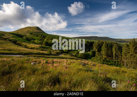 La brughiera e la foresta di catture sole serale sulle pendici della ventola y big mountain il Brecon Beacons del Galles del Sud. Foto Stock