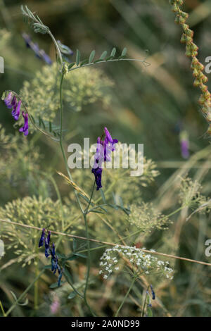 Composizione sognante di porpora veccia (Vicia) in primo piano e la luce piante verdi in background Foto Stock