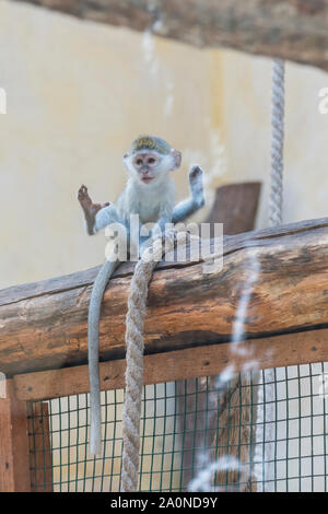Volto adorabile di baby scimmia asiatica. Scimmia giovane seduto su un vecchio log. foto verticale. Foto Stock