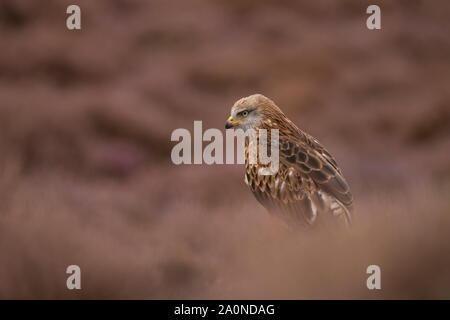 Aquilone rosso, Milvus milvus, aprire brughiera a inizio autunno Foto Stock