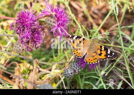 Painted Ladies farfalla sulla fioritura viola fiori di cardo vicino la vista dall'alto, un bel colore arancione Vanessa cardui su sfocato erba verde campo estivo Foto Stock