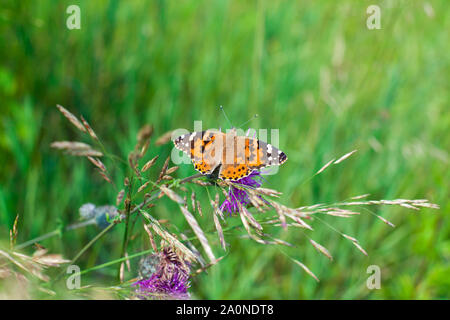 Painted Ladies farfalla sulla fioritura viola fiori di cardo vicino la vista dall'alto, un bel colore arancione Vanessa cardui su sfocato erba verde campo estivo Foto Stock