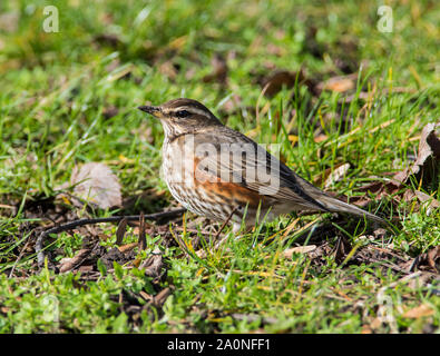 Redwing (Turdus iliacus) alimentazione sul terreno in inverno nel Peak District. Foto Stock