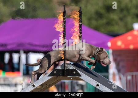 Conquista l'agilità del cane K9 mostra il cane della squadra che salta nel fuoco. Staffordshire Bull terrier Foto Stock