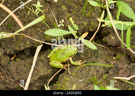 Giapponese verde raganella (Hyla japonica) poggia sul fango tra alcune piccole piante in Yuzawa, Niigata, Giappone Foto Stock