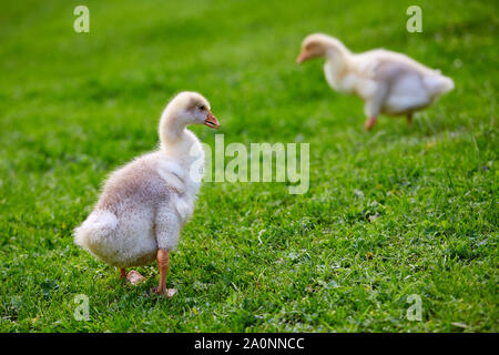 Il goslings becchettare presso l'erba in azienda Foto Stock