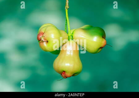 Rosa verde di Apple o chomphu su albero Foto Stock