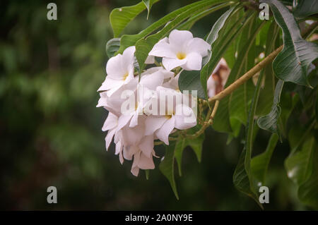 Il Frangipani bianco, Aka Plumeria Pudica o Bouquet Nuziale Foto Stock