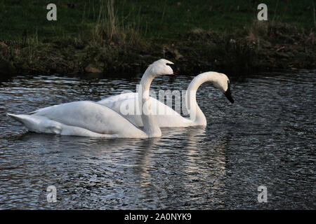 Una vista di 2 Cigni Trumpter Foto Stock