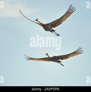 Due gru sandhill in volo contro il cielo Foto Stock