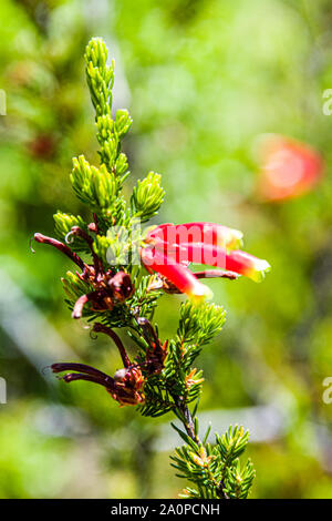 Università di California a Santa Cruz Arboretum, Hummingbird Heath Foto Stock