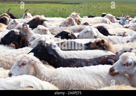 Grande gregge di bianco e nero le pecore a camminare sulla strada sul verde dello sfondo dei campi closeup Foto Stock